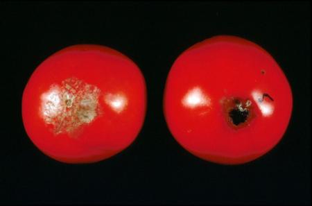 Tomato Blossom-end Rot